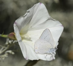 Satyrium sylvinus dryope