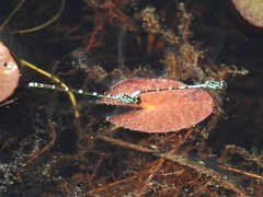 Coenagrion interrogatum