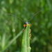 Oberea histrionis - Photo (c) cpu, alguns direitos reservados (CC BY-NC), uploaded by cpu