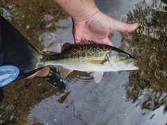 Micropterus henshalli