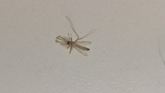 Diptera