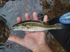 Micropterus henshalli