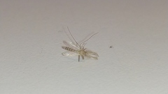 Diptera