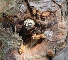 Eulecanium cerasorum