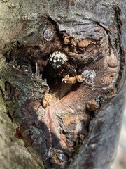 Eulecanium cerasorum