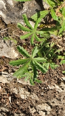 Potentilla heptaphylla