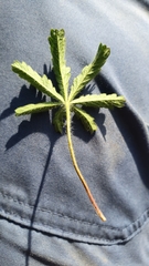 Potentilla heptaphylla