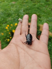 Ancognatha scarabaeoides