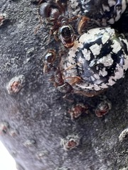 Eulecanium cerasorum