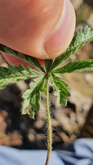 Potentilla heptaphylla