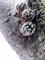 Eulecanium cerasorum