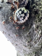 Eulecanium cerasorum