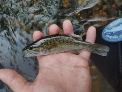 Micropterus cahabae