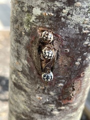 Eulecanium cerasorum