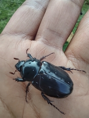 Ancognatha scarabaeoides