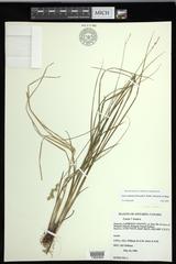 Carex echinodes