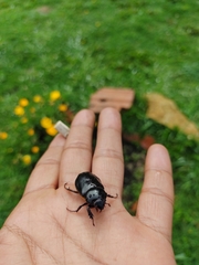 Ancognatha scarabaeoides