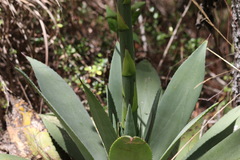Agave antillarum