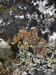 Placidium pilosellum
