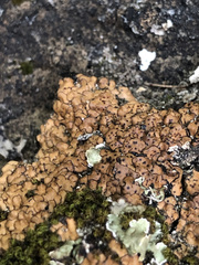 Placidium pilosellum