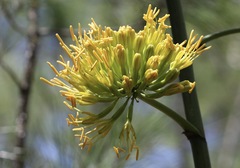 Agave antillarum