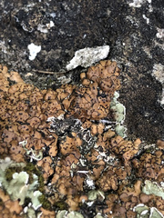 Placidium pilosellum
