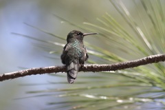 Riccordia swainsonii