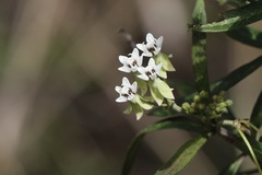 Asclepias nivea