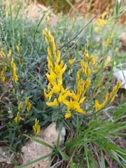 Genista tricuspidata