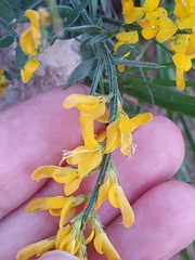 Genista tricuspidata