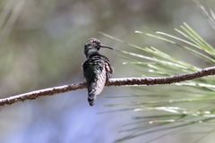 Riccordia swainsonii