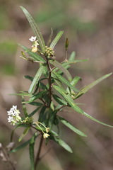 Asclepias nivea