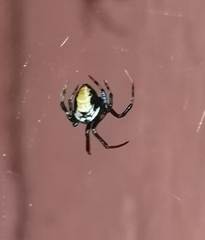 Parasteatoda lunata