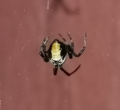 Parasteatoda lunata