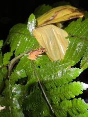 Pristimantis caryophyllaceus image