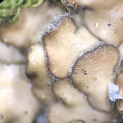 Placidium pilosellum