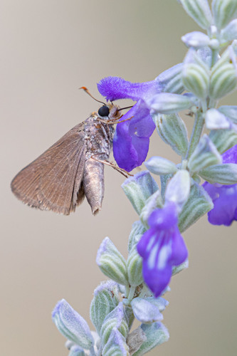 Dun Skipper, photo 3 of 10