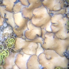 Placidium pilosellum