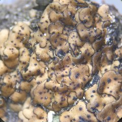 Placidium pilosellum