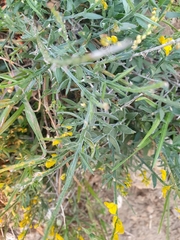 Genista tricuspidata