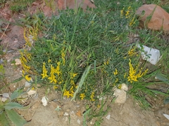 Genista tricuspidata