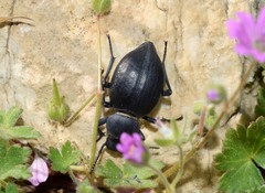 Tentyria angulata