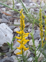 Genista tricuspidata