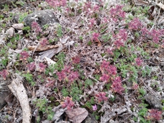 Thymus extremus