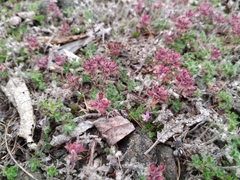 Thymus extremus