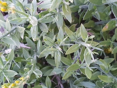 Genista tricuspidata