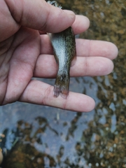 Micropterus cahabae