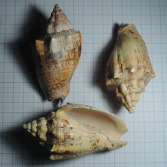 Voluta ebraea