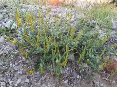 Genista tricuspidata