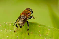 Palpada mexicana